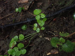 Cardamine forsteri