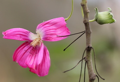 Malva assurgentiflora