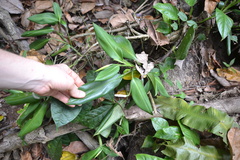 Stenospermation sessile