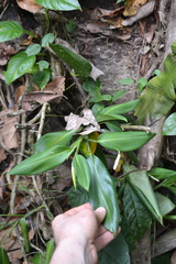 Stenospermation sessile