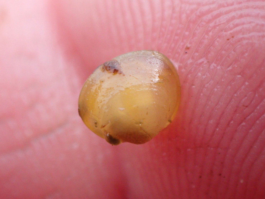 Arctic Fingernailclam