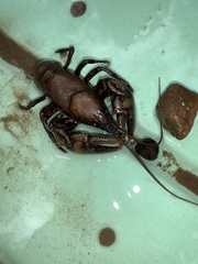 Cambarus carinirostris