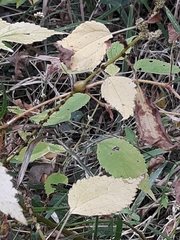 Neolasioptera boehmeriae