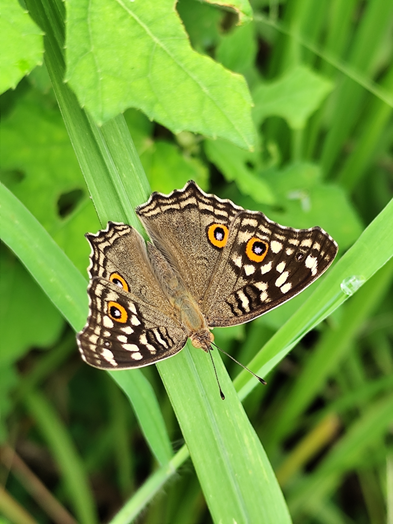 Lemon Pansy