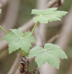 Malva assurgentiflora