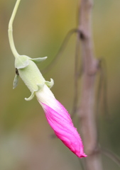 Malva assurgentiflora