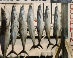 Scomberomorus cavalla