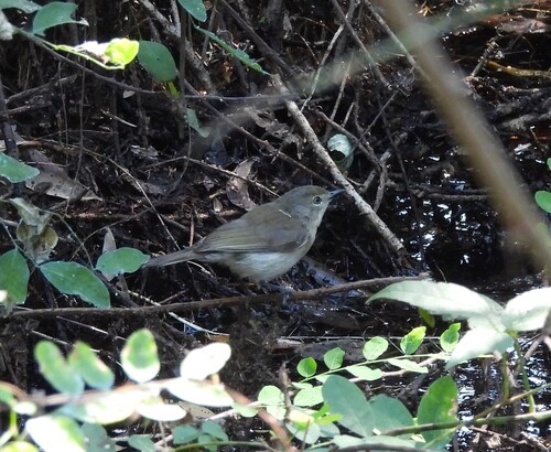 Large-billed Gerygone (Gerygone magnirostris), photo 6