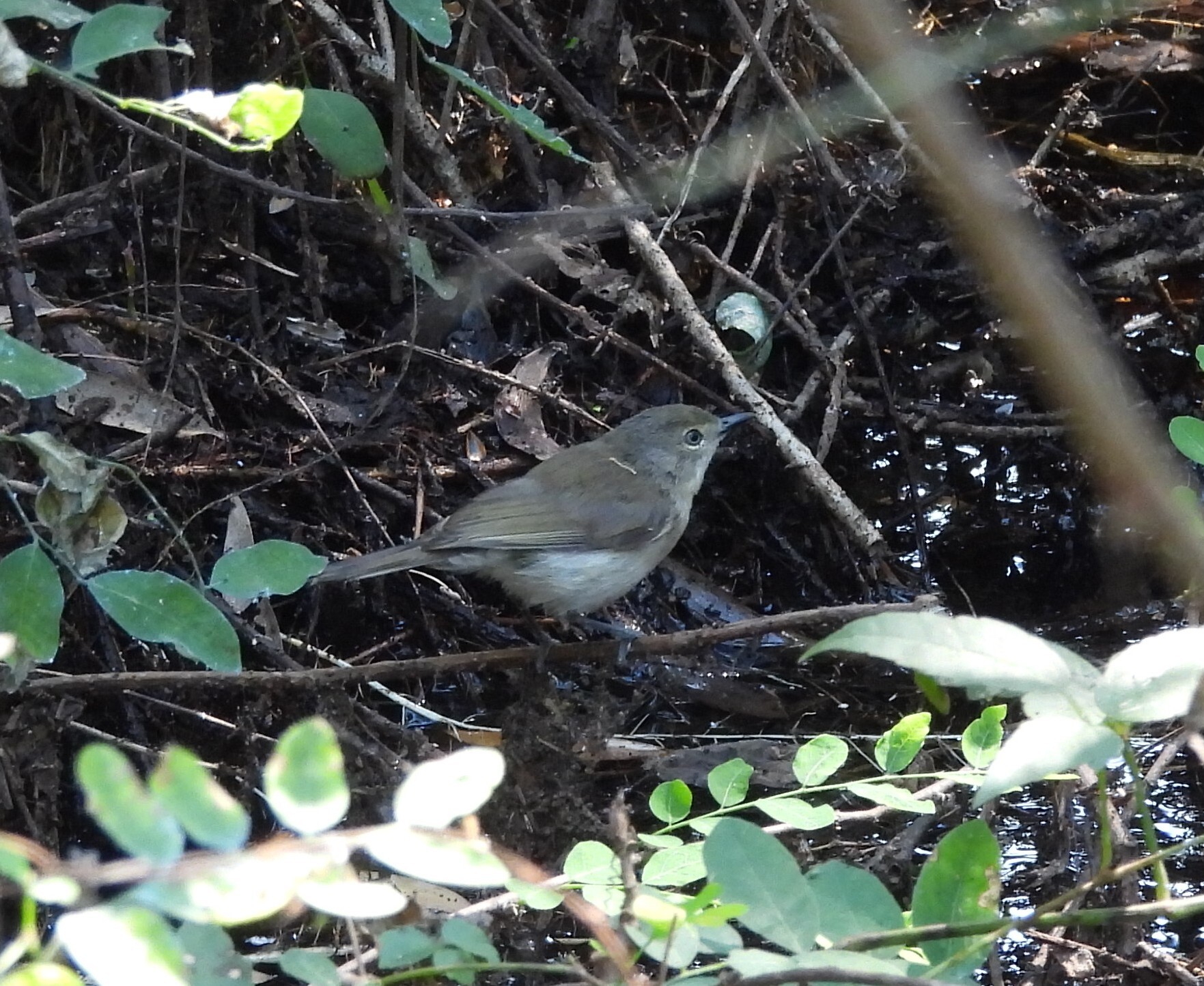 Large-billed Gerygone (Gerygone magnirostris), photo 10