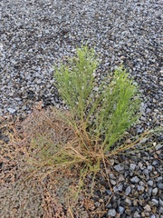 Baccharis sarothroides