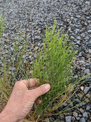 Baccharis sarothroides