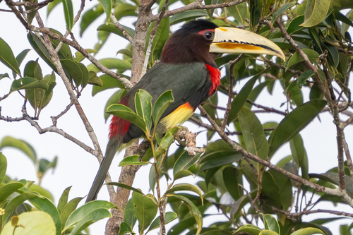 Ivory-billed Aracari (Pteroglossus azara)