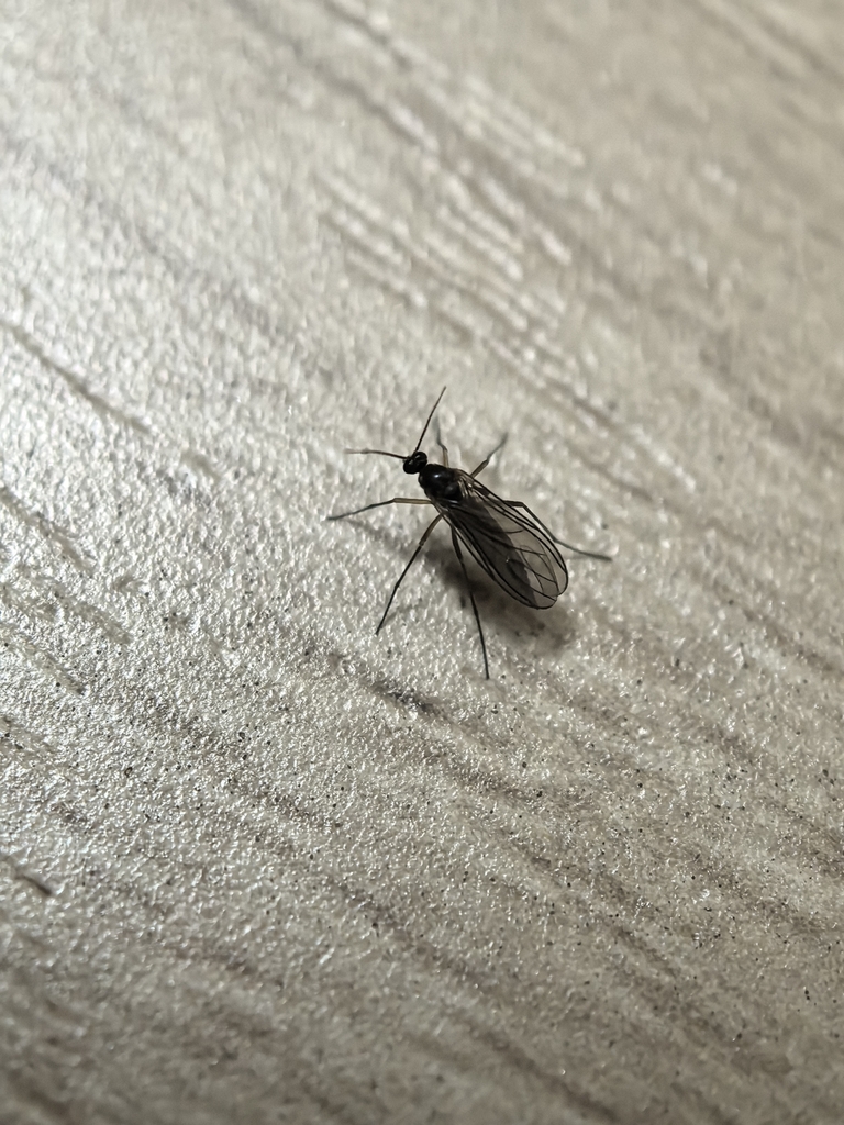 Lycoriella pleuroti