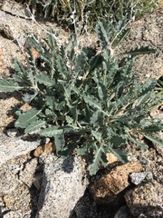 Mentzelia puberula