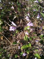 Clinopodium menthifolium ascendens