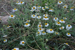 Dichaetophora campestris