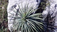 Agave striata