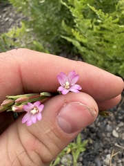 Epilobium glaberrimum