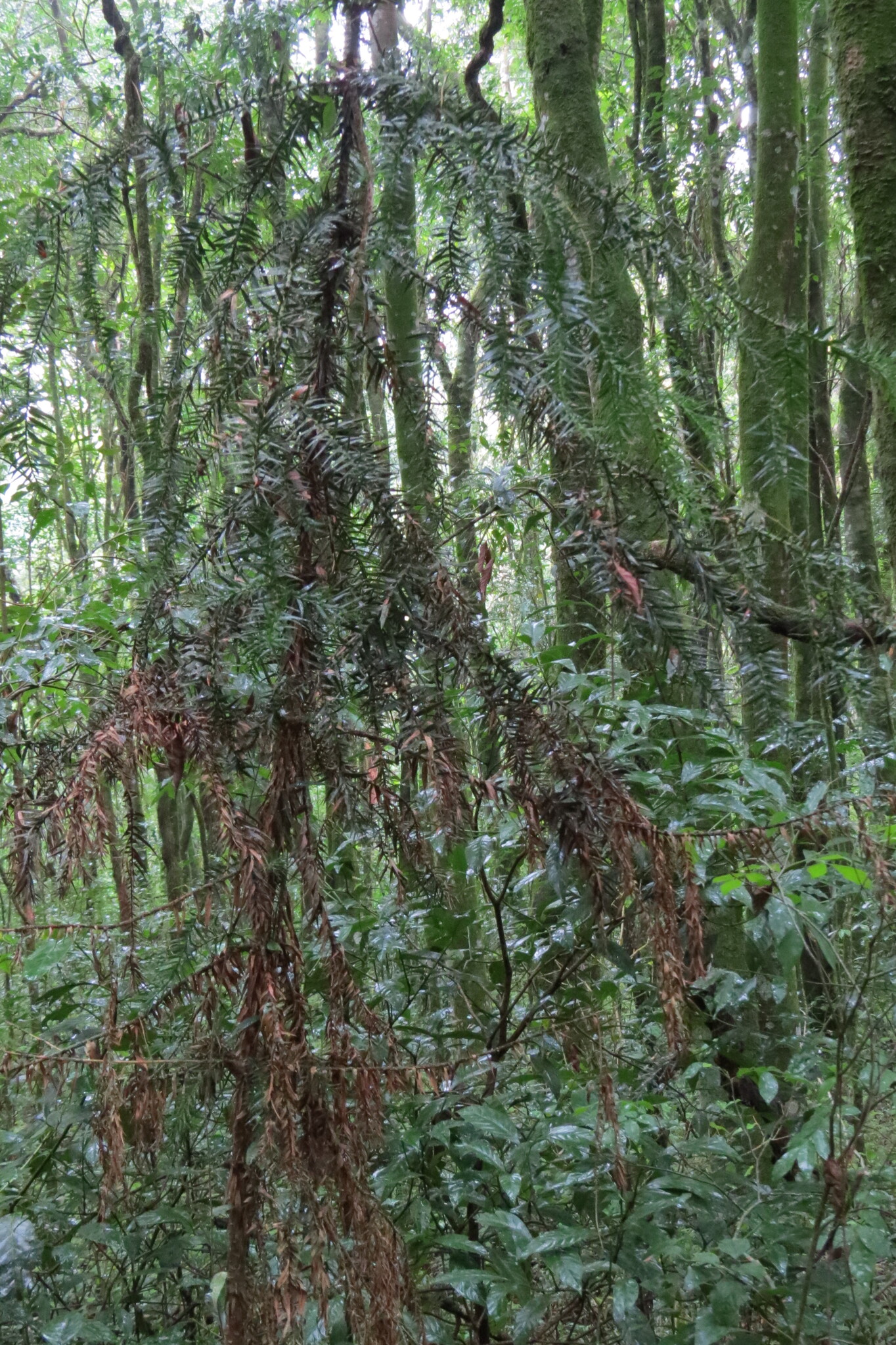 Araucaria angustifolia