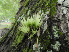 Tillandsia loliacea