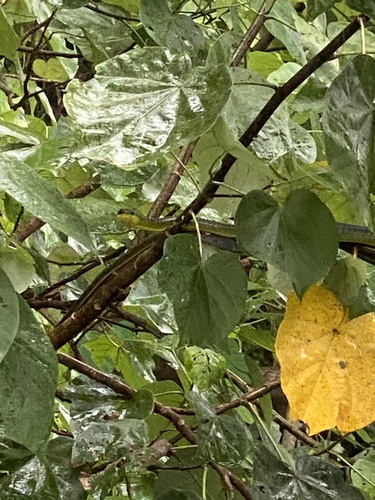 Common Tree Snake sighting