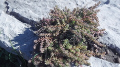 Sedum potosinum