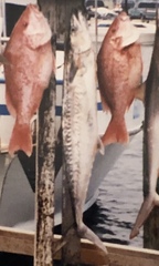 Scomberomorus cavalla