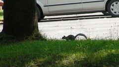 Sciurus carolinensis