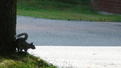 Sciurus carolinensis