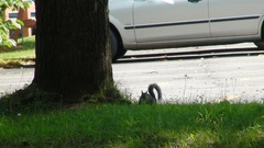 Sciurus carolinensis