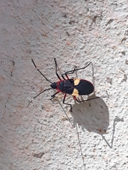 Dysdercus albofasciatus