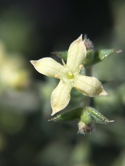 Galium stellatum