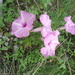 Ipomoea leonensis - Photo (c) Janet Guardiola, some rights reserved (CC BY-NC), uploaded by Janet Guardiola