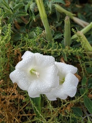 Datura wrightii
