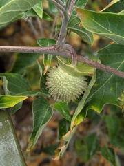 Datura wrightii