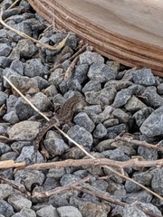 Uta stansburiana elegans