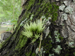 Tillandsia loliacea
