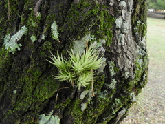 Tillandsia loliacea
