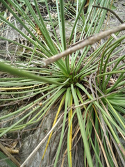 Agave striata