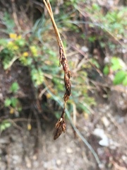 Carex sempervirens