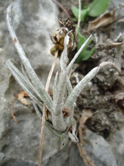 Tillandsia karwinskyana