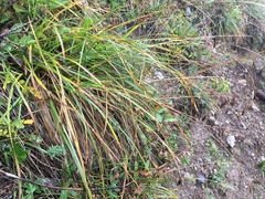 Carex sempervirens