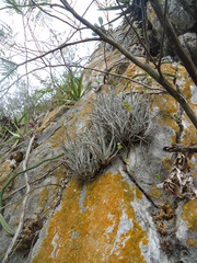 Tillandsia karwinskyana