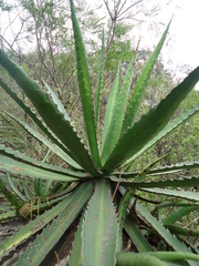 Agave univittata