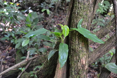 Philodendron tripartitum
