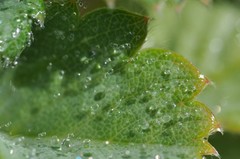 Fragaria cascadensis