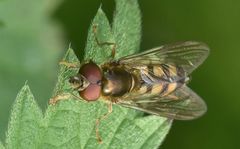 Platycheirus peltatus