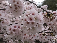 Prunus