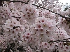 Prunus