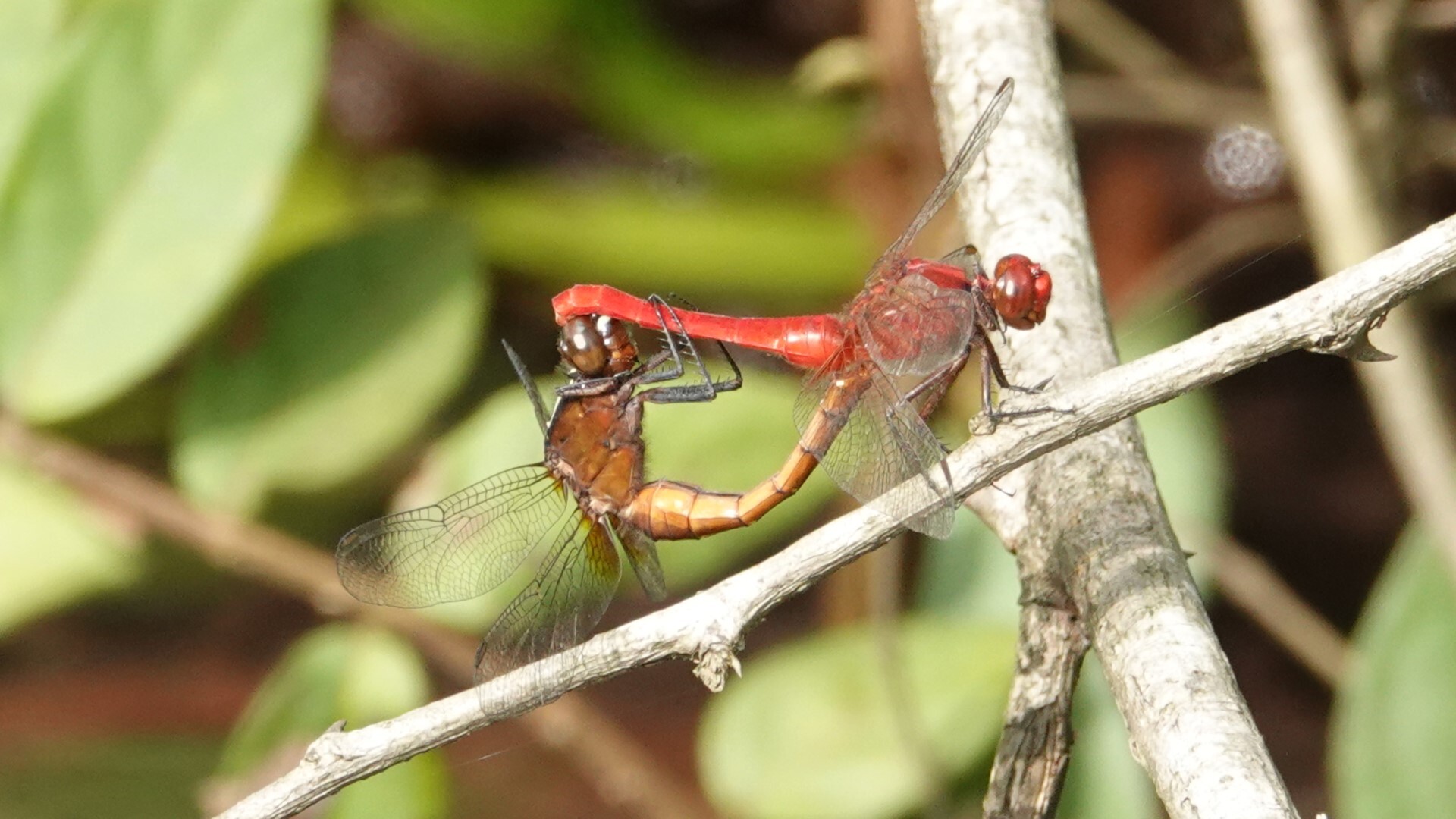Rufous Marsh Glider